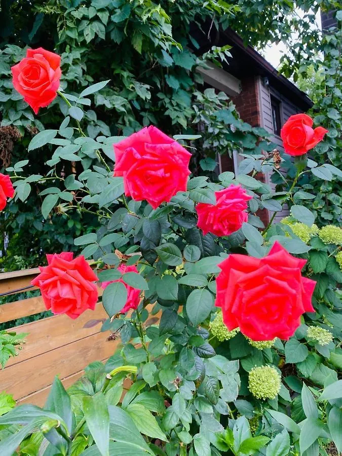 Lovely II Space Share A Room East York Canada Toronto